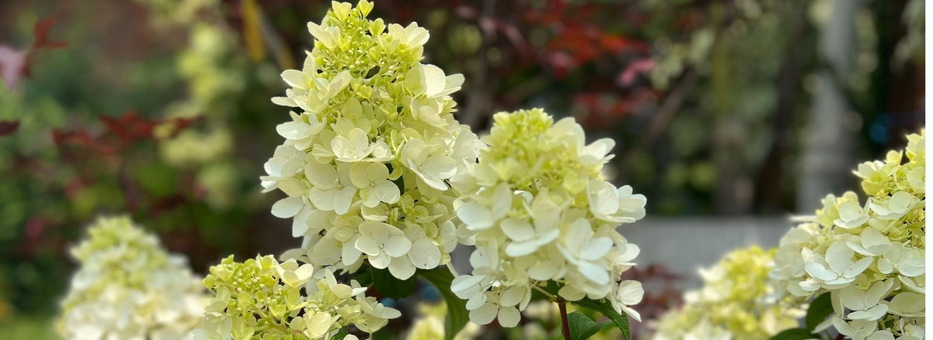 Bobs Garden Center, Garden Center South Jersey, Plant Nursery South