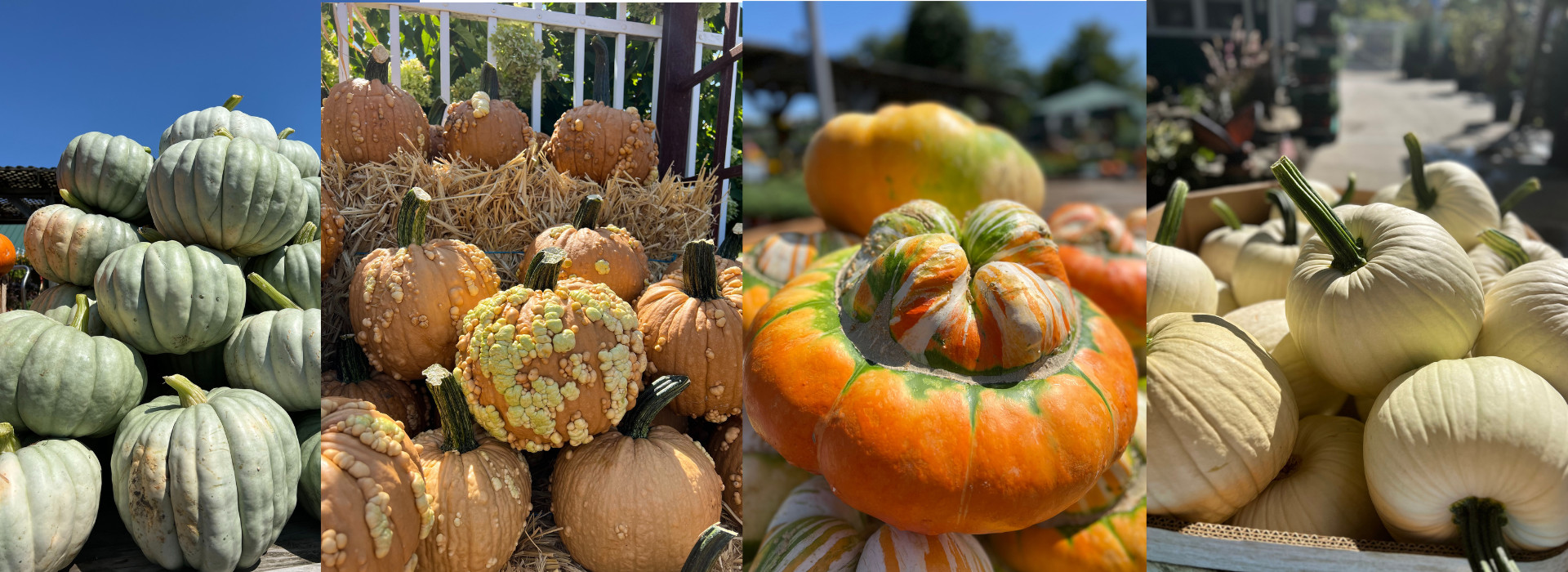 Bobs Garden Center, Garden Center South Jersey, Plant Nursery South