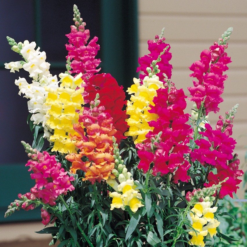 Snap Dragons Shoal Creek Nursery LLC Austin, TX