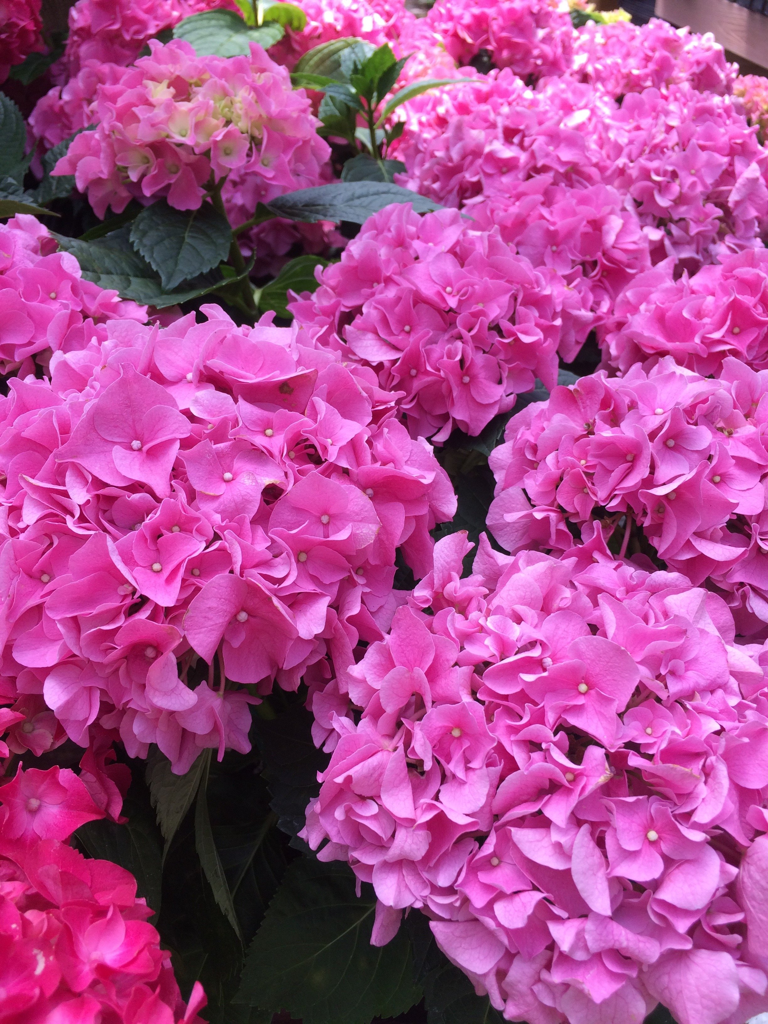 Hydrangea Shoal Creek Nursery LLC Austin, TX