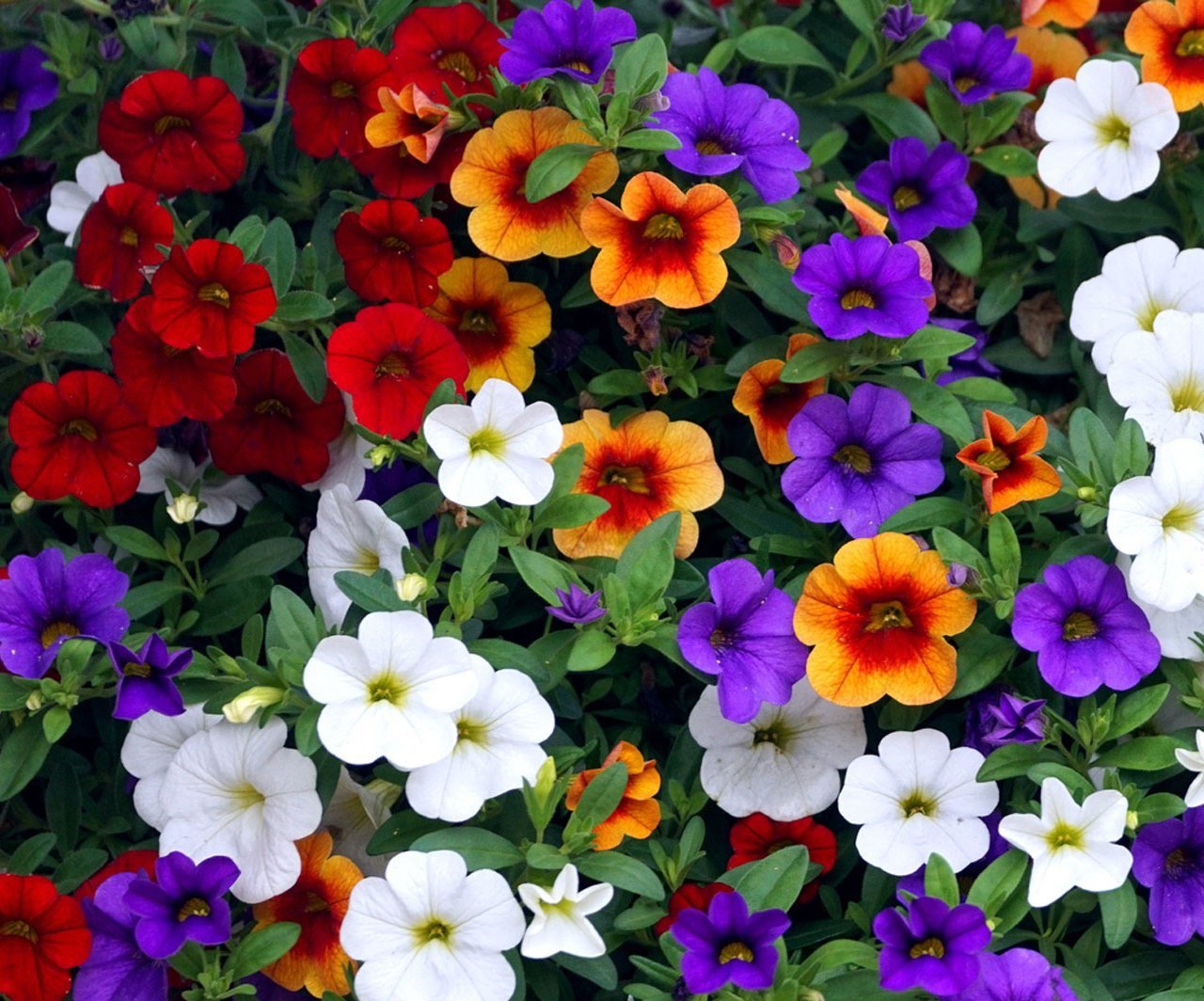 Calibrachoa "Mini Petunias" Shoal Creek Nursery LLC Austin, TX