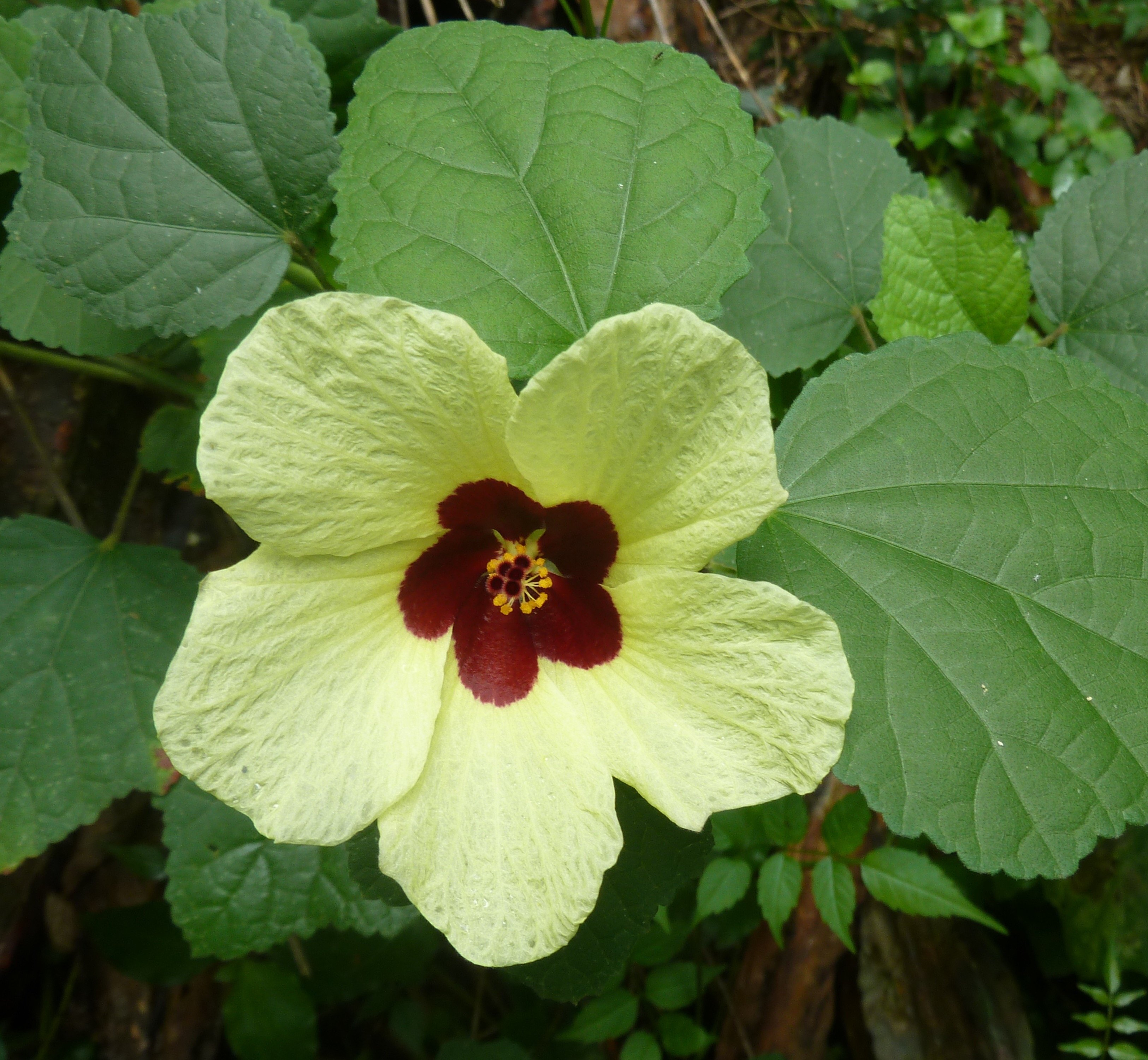 Tropical Rose Mallow Shoal Creek Nursery LLC Austin, TX
