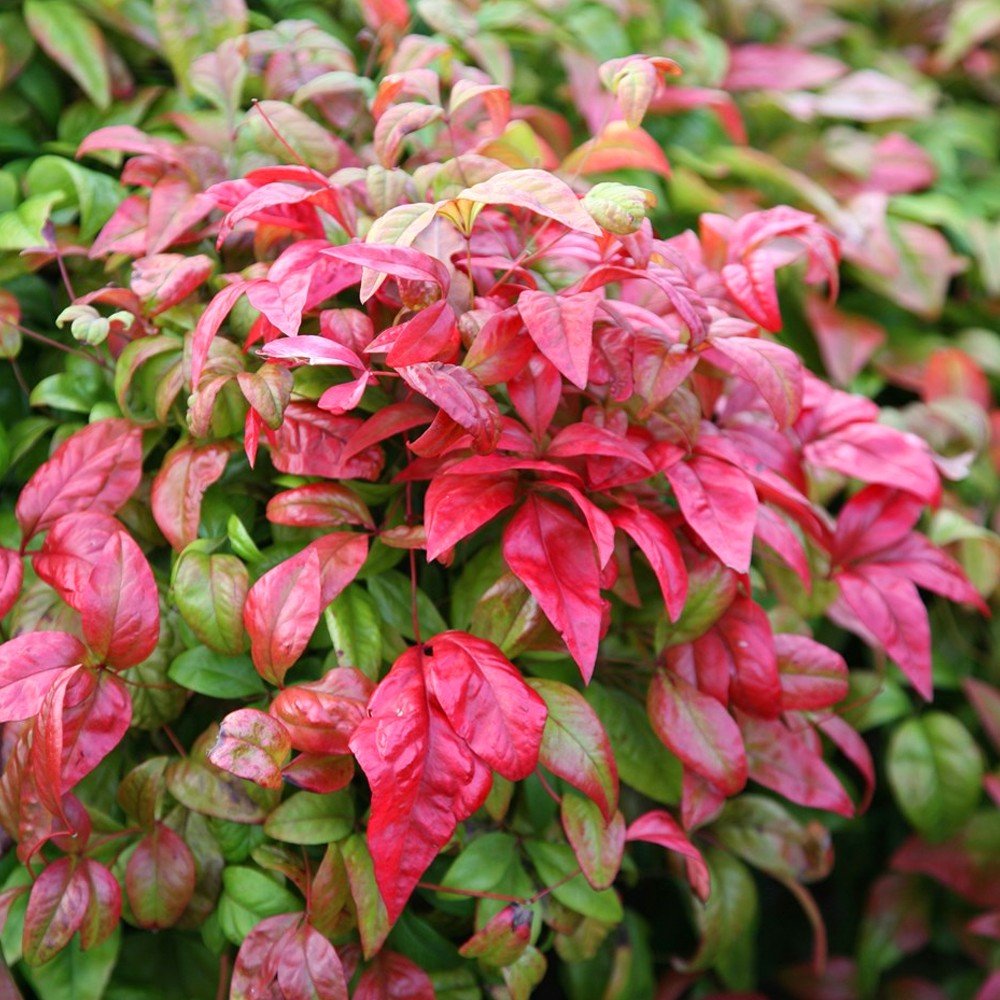 Dwarf Nandina Firepower Shoal Creek Nursery LLC Austin, TX