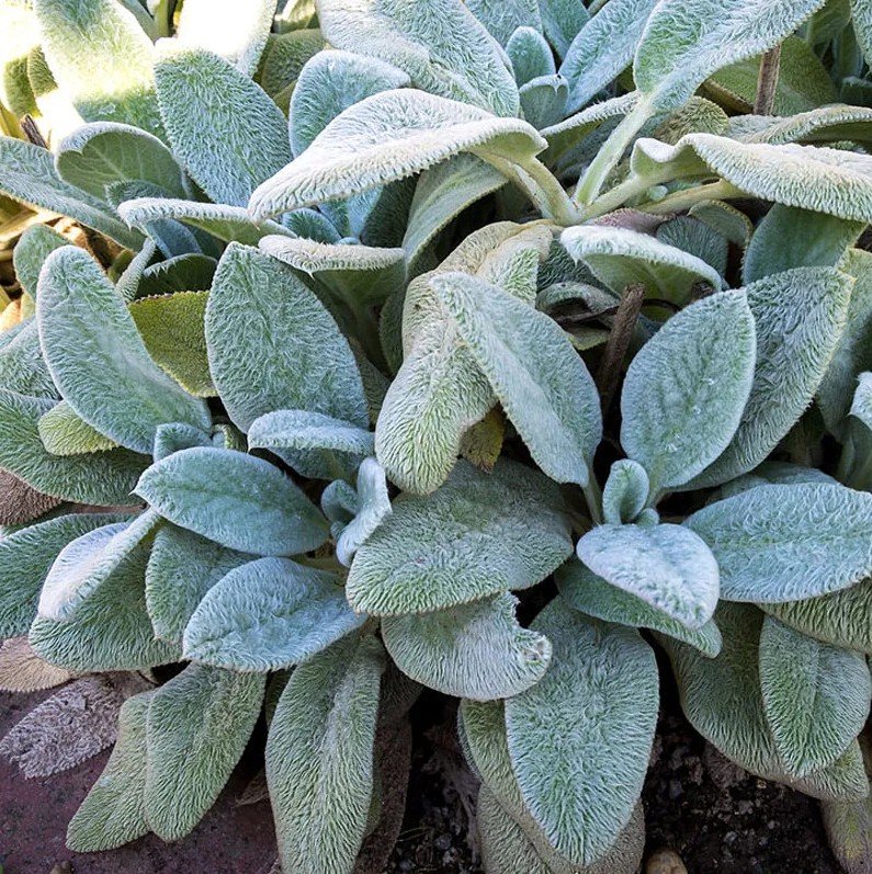 Lambs Ear Shoal Creek Nursery LLC Austin, TX