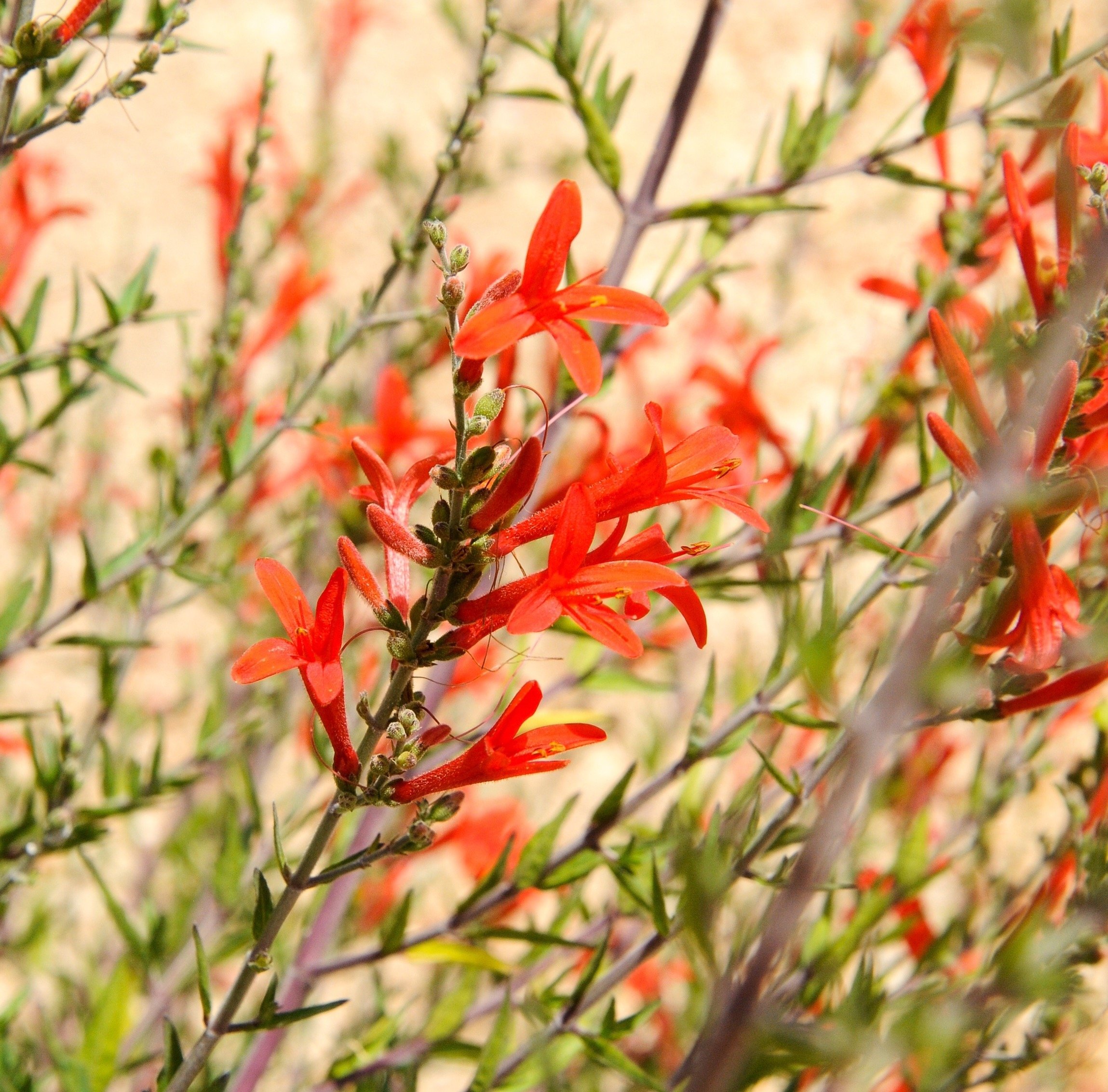Flame Acanthus (Texas Firecracker Plant) Shoal Creek