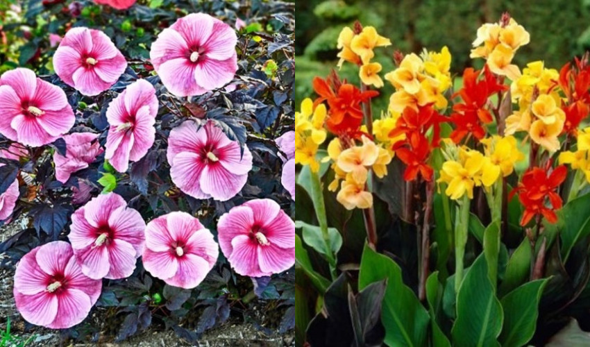 What Tropical Plants Grow Well in Louisville and Southern Indiana? And