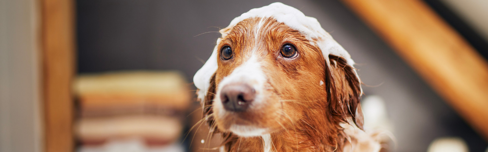 To AfFORDable Pet Center Pet Supplies, Pet Food, Garden