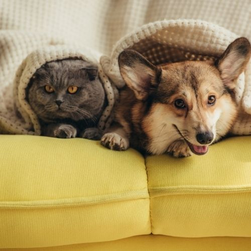 Treats, Toys, Collars, Leashes, Dog Food, Cat Food, & More Sissons