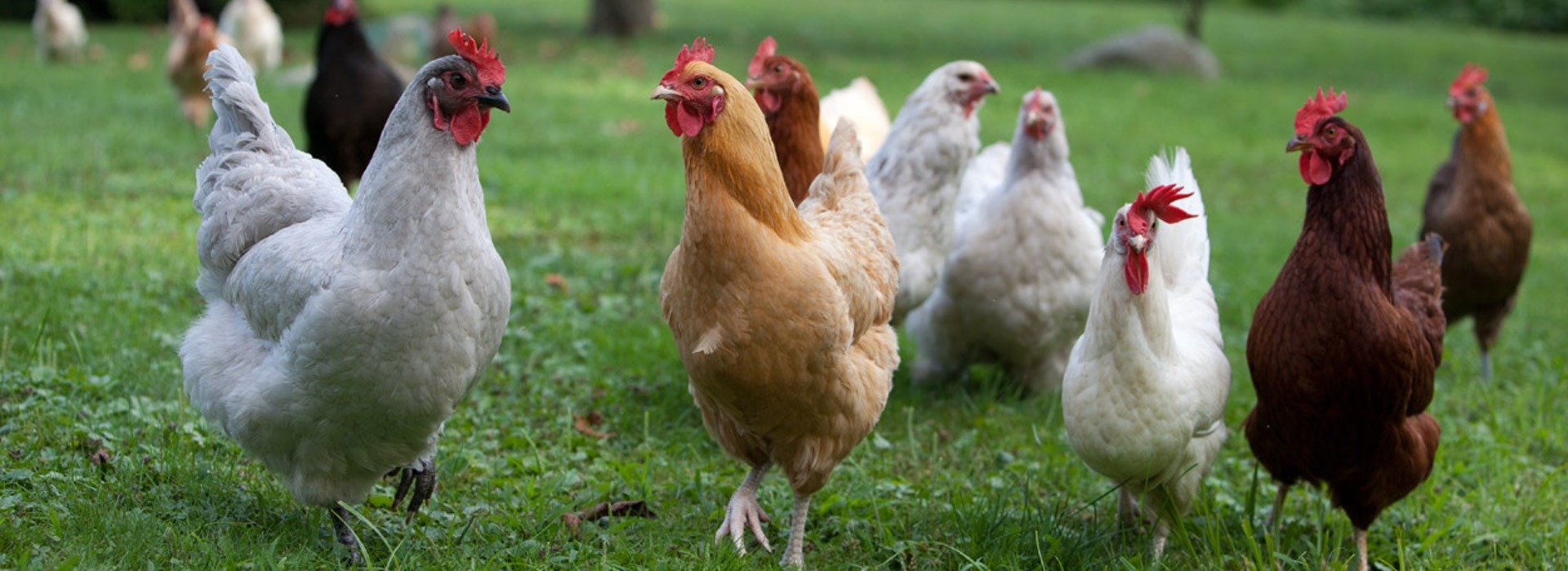 To Powell Feed, Your Local Feed And Farm Store Since 1942