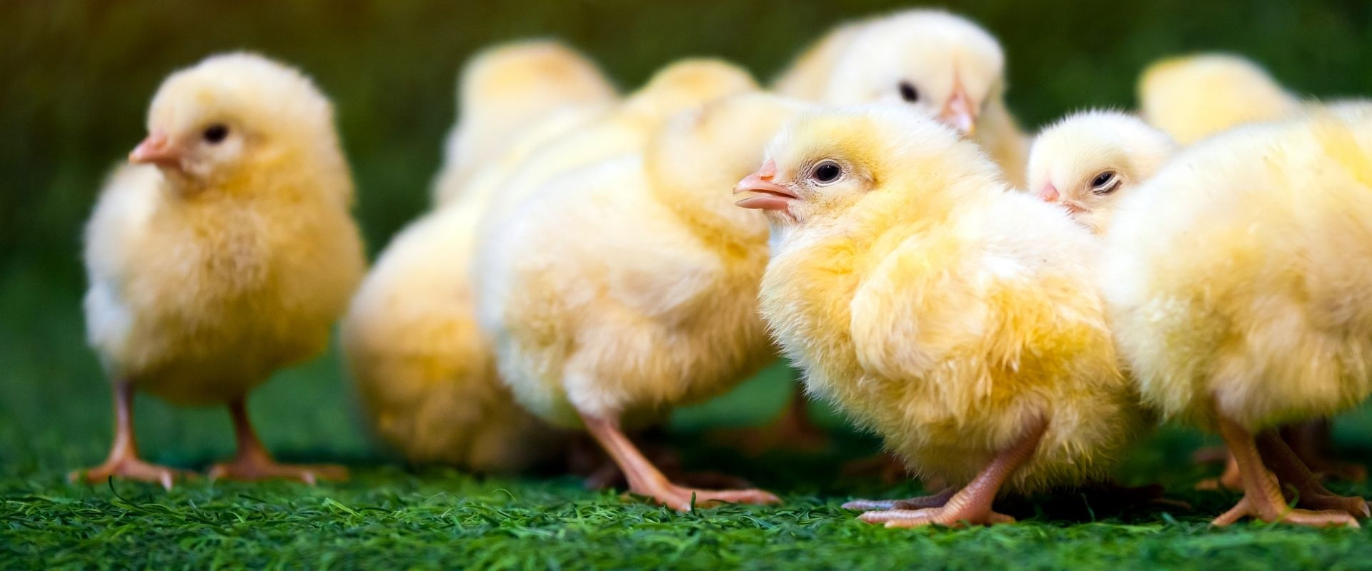 Full Service Lumber Supplier, Tools, Farm Supplies, Decking, & Paint