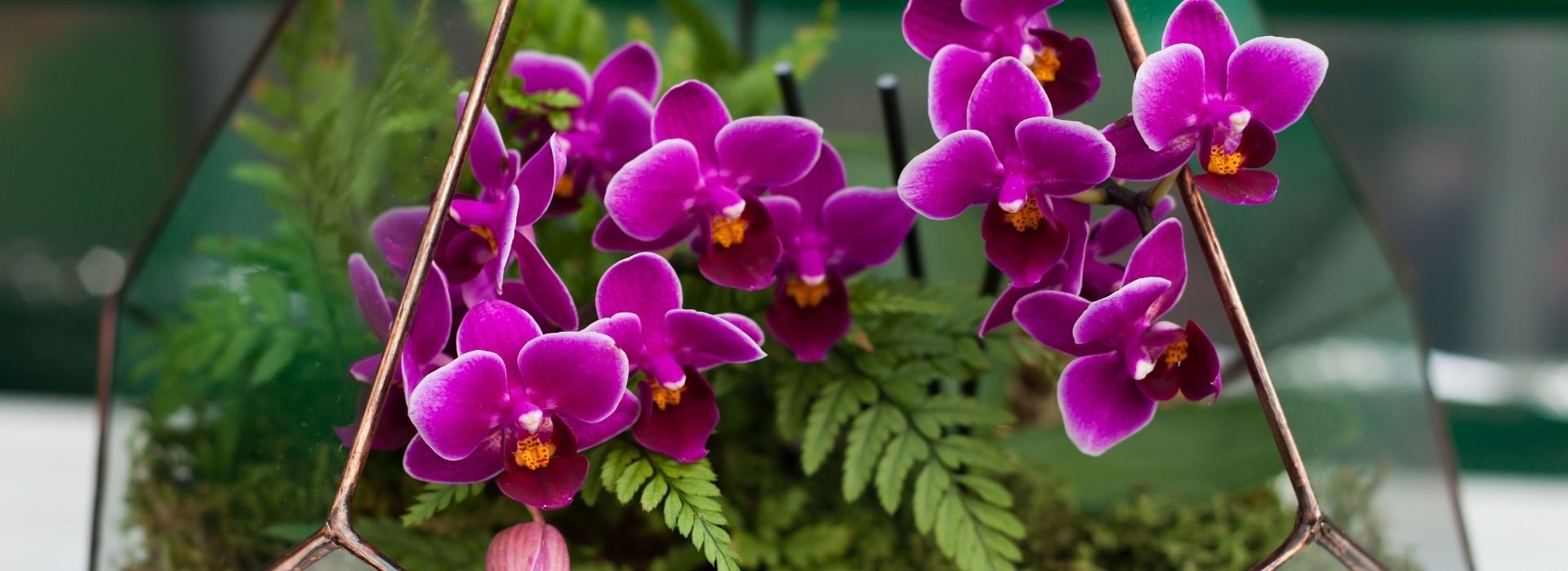 Lenawee County Garden Center, Adrian Flower Shop, Landscaping Adrian MI