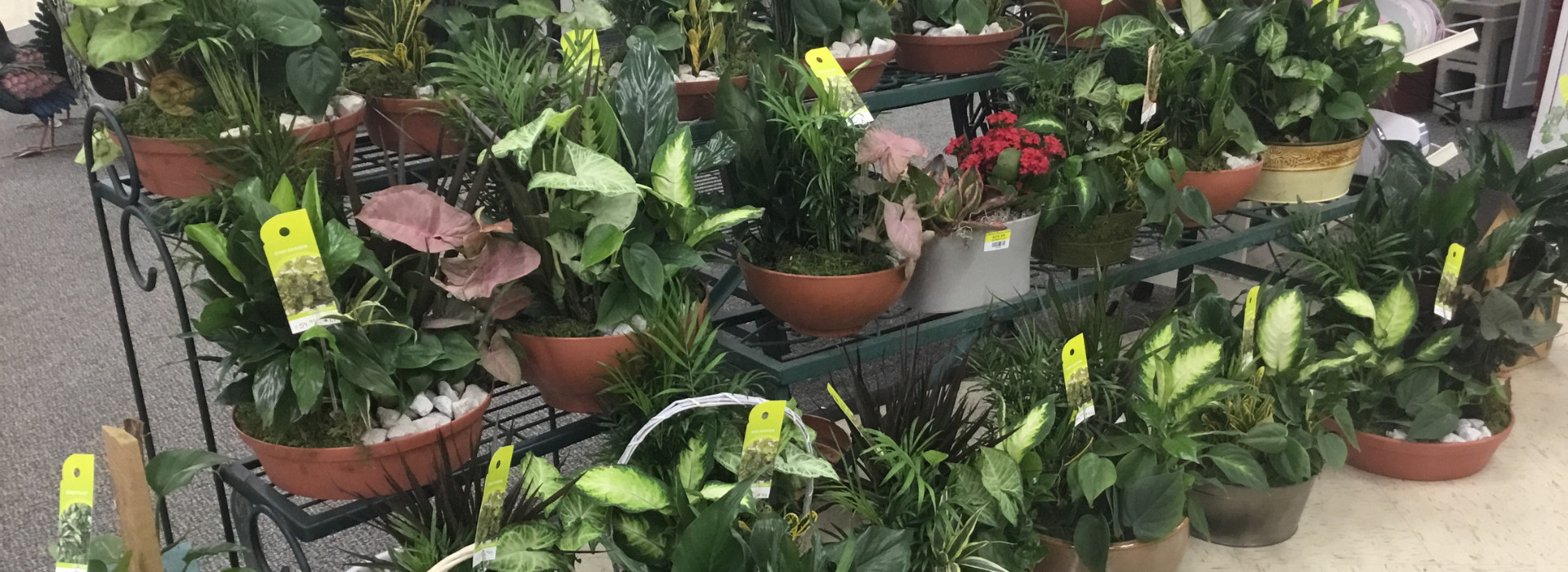 Lenawee County Garden Center, Adrian Flower Shop, Landscaping Adrian MI