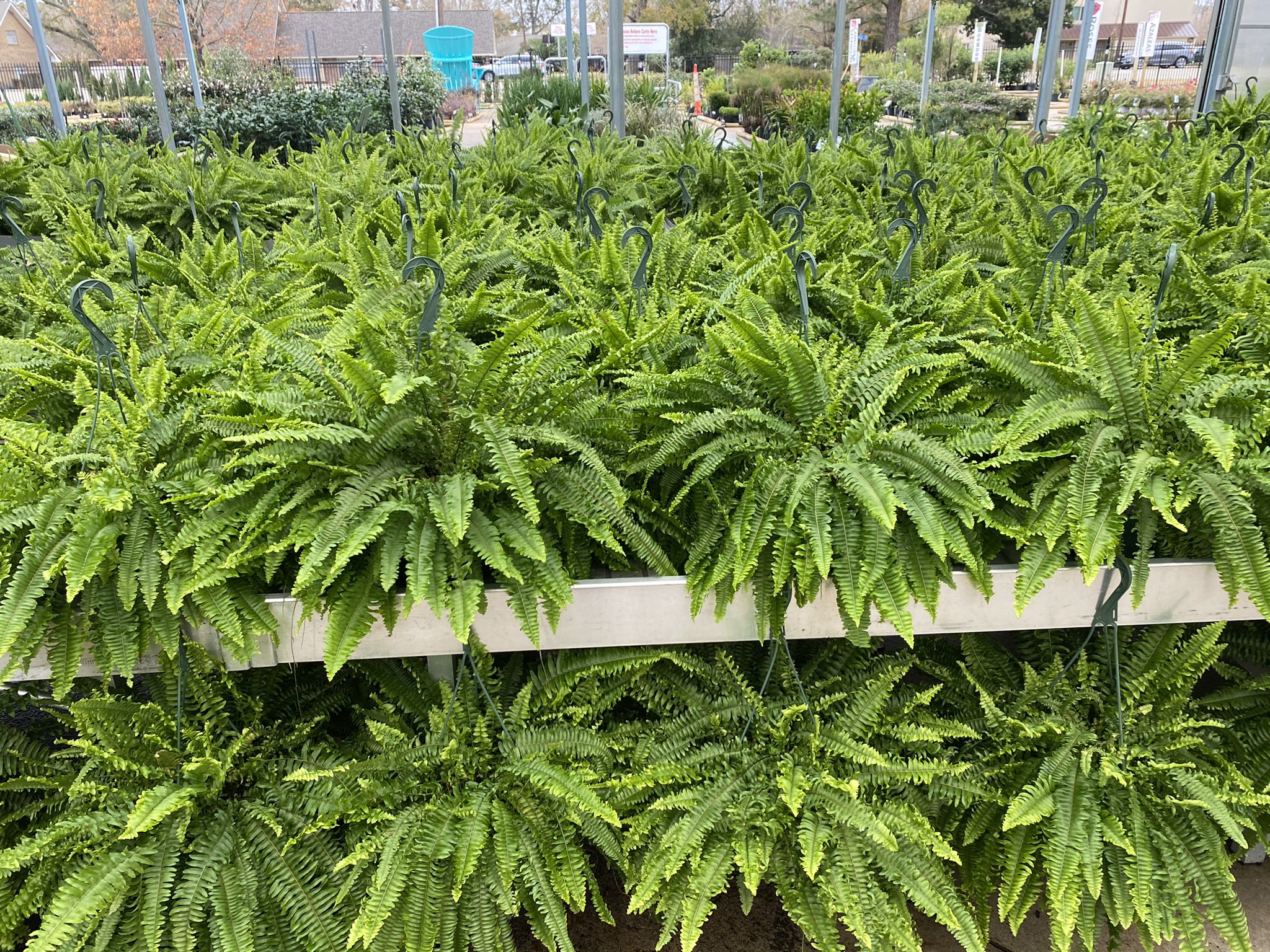 Louisiana Nursery, Louisiana Nursery Baton Rouge, Lawn & Garden