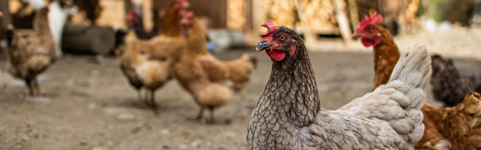 Welcome To Hanson Grain | Pet Supplies, Western Apparel, Cowboy Boots