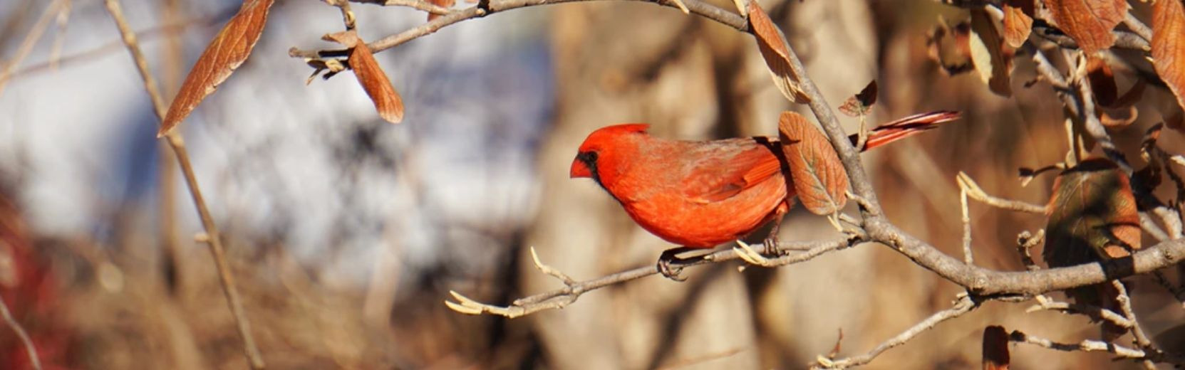 Welcome To Hanson Grain | Pet Supplies, Western Apparel, Cowboy Boots