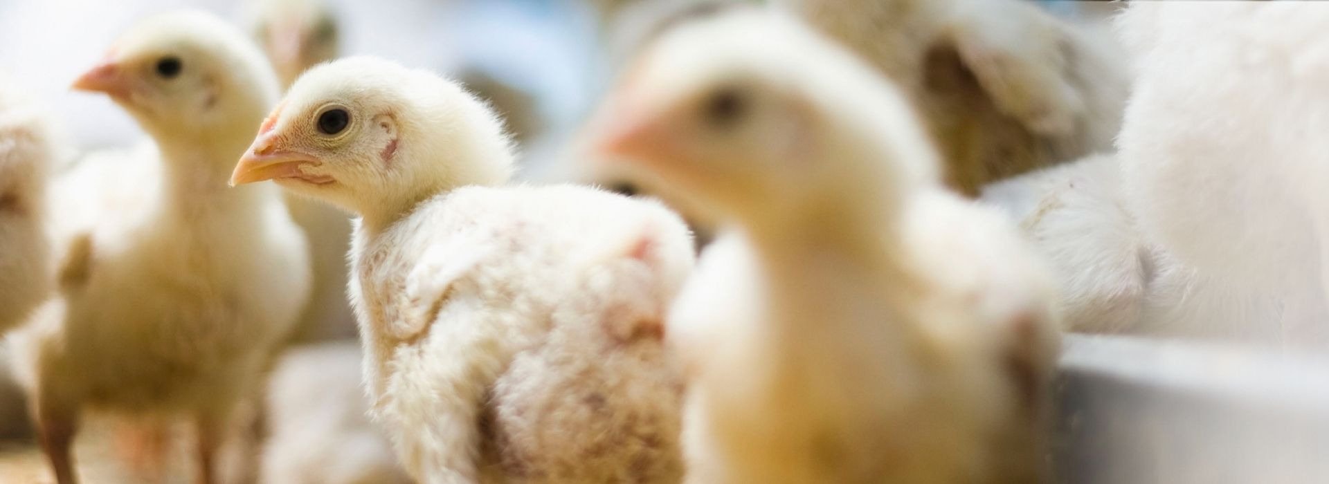 Home Carthage Farm Supply Carthage, NC