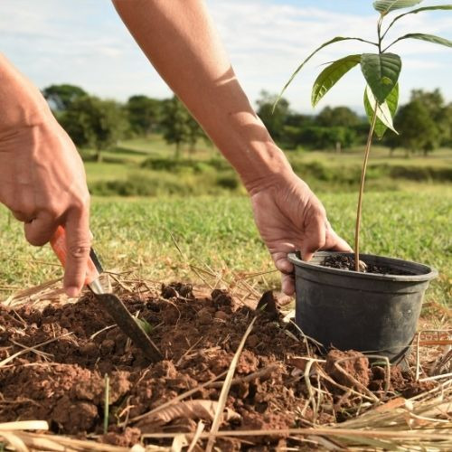 Plant & Tree Installation MRT Lawn and Garden Center Port Charlotte