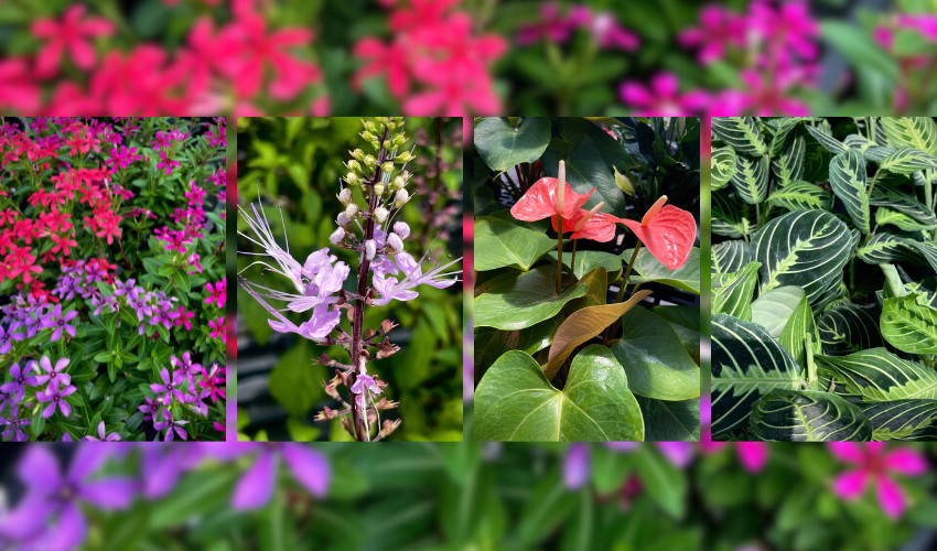 MRT Venice FL, MRT Landscaping FL, Garden Center Venice fl MRT Lawn