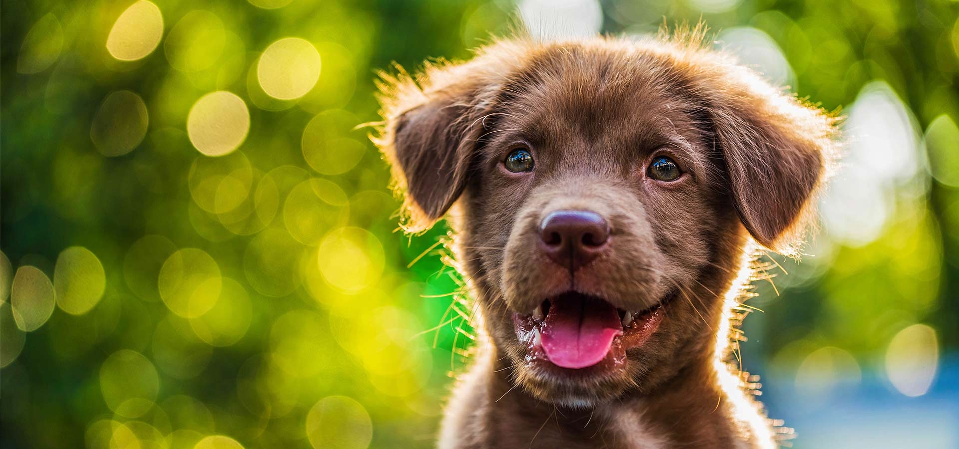 Island Bark Rescue