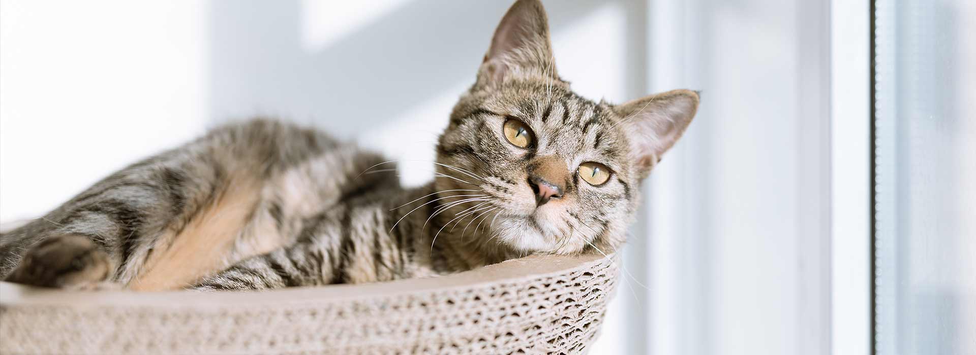 Island Bark Rescue