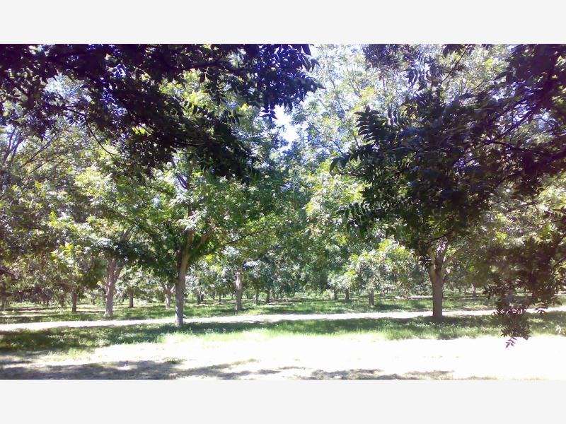 Terreno en venta en Centro Metropolitano, Saltillo — foto 1 de 7