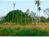 Terreno en venta en Barra Norte, Tuxpan — foto 3 de 6