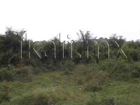 Terreno en venta en Federico Garcia Blanco, Tuxpan — foto 2 de 10
