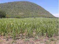 Terreno en venta en Tlayca, Jonacatepec de Leandro Valle — foto 2 de 6
