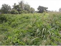 Terreno en venta en Tenechaco INFONAVIT, Tuxpan — foto 2 de 10