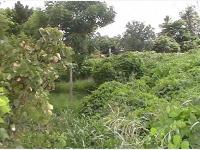Terreno en venta en Tenechaco INFONAVIT, Tuxpan — foto 3 de 10