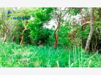 Terreno en venta en Campestre Alborada, Tuxpan — foto 3 de 8