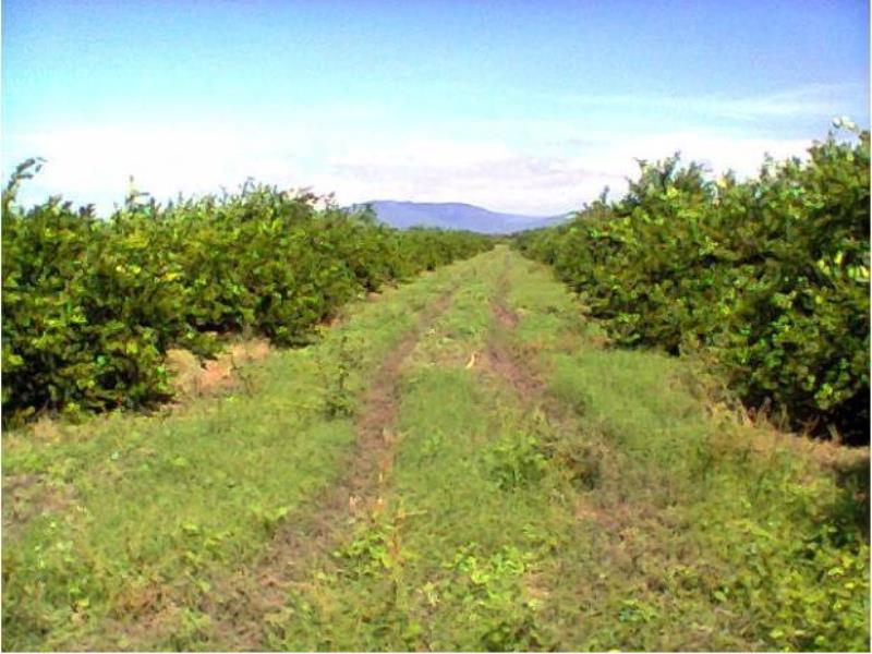Terreno en venta en Tecoman Centro, Tecomán — foto 1 de 3