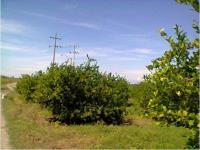 Terreno en venta en Tecoman Centro, Tecomán — foto 2 de 3