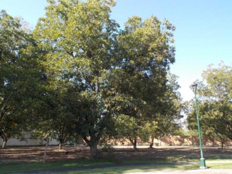 Terreno en Venta en Las Villas, Torreón, Coahuila de Zaragoza