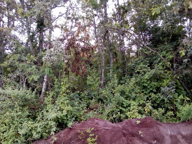 Terreno en venta en Bosque Monarca, Morelia — foto 1 de 3