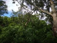 Terreno en venta en Izamal Centro, Izamal — foto 2 de 13