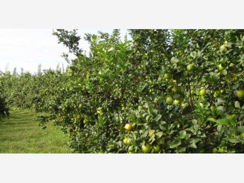 Terreno en venta en Cerro de Ortega, Tecomán