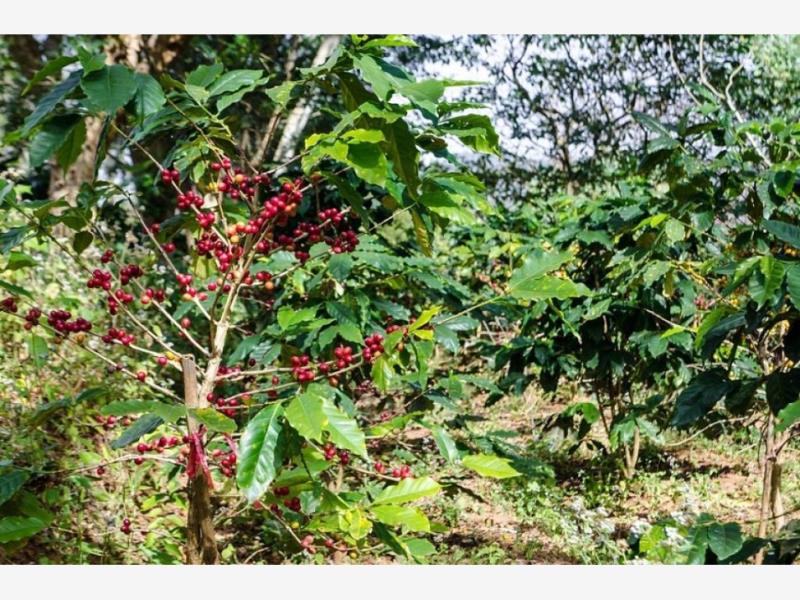 Terreno en venta en Cofradia de Suchitlan, Comala