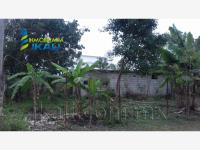 Terreno en renta en Arroyo del Maiz, Poza Rica de Hidalgo — foto 3 de 9