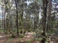 Terreno en venta en Los Alcanfores, San Cristóbal de las Casas — foto 2 de 3