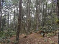 Terreno en venta en Los Alcanfores, San Cristóbal de las Casas — foto 3 de 3