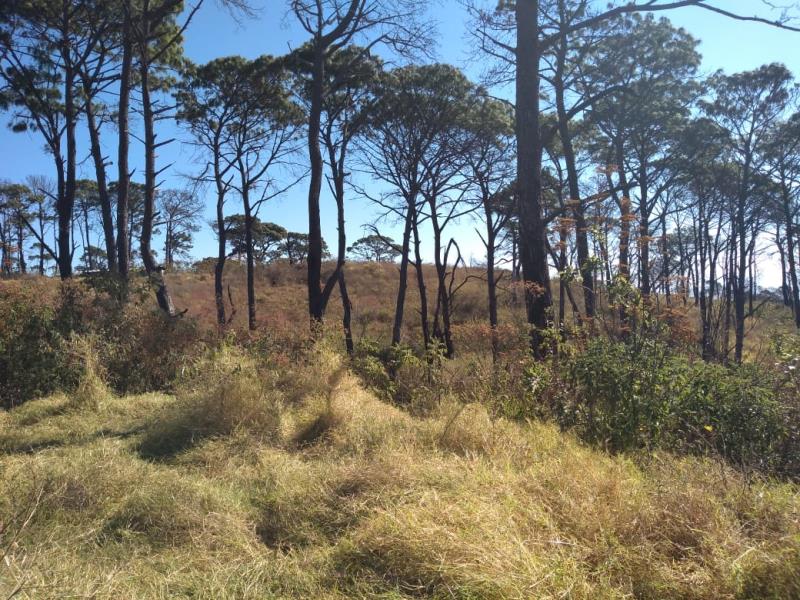 Terreno en venta en Queseria, Cuauhtémoc