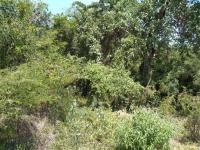 Terreno en venta en Ticumán, Tlaltizapán de Zapata — foto 3 de 4