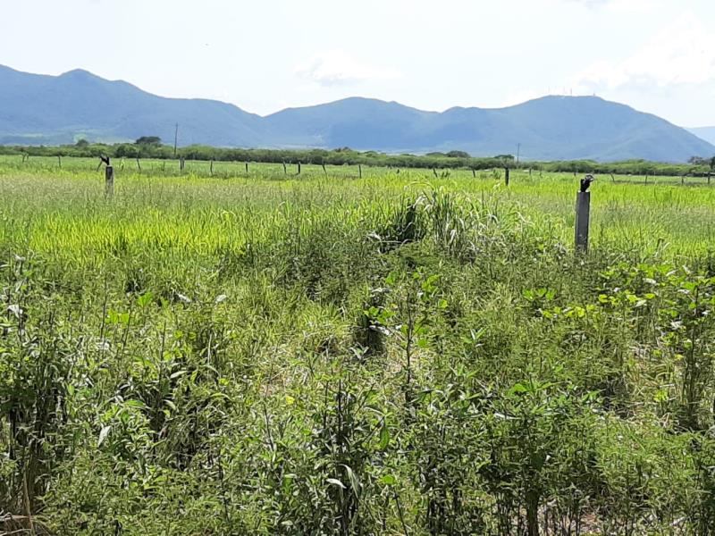 Terreno en renta en Cuauhtemoc, Cuauhtémoc