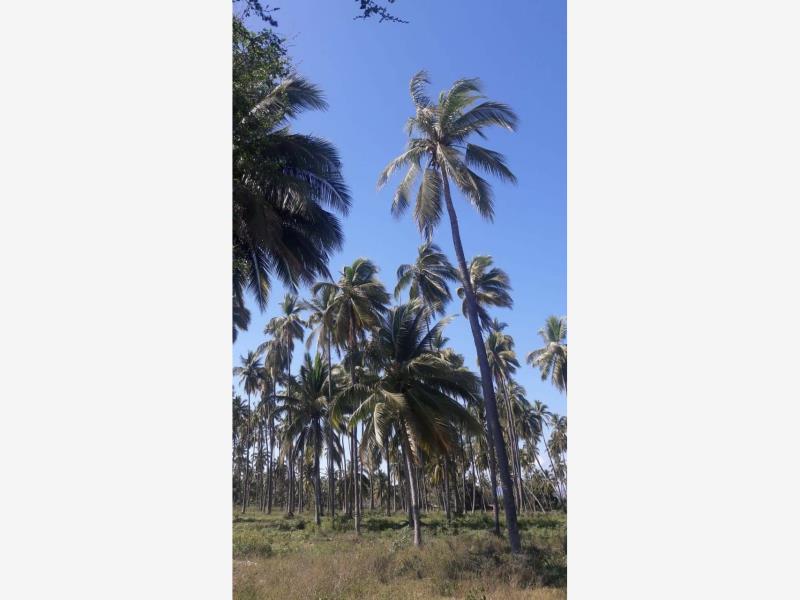 Terreno en venta en Armeria Centro, Armería