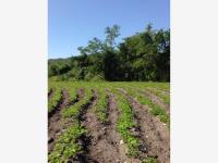 Terreno en venta en Santa Rosa Treinta, Tlaltizapán de Zapata — foto 2 de 13