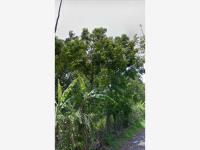 Terreno en venta en Nogueras, Comala — foto 2 de 2