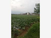 Terreno en venta en Tlayacapan Centro, Tlayacapan — foto 3 de 4