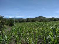 Terreno en venta en Ocozocoautla de Espinosa Centro, Ocozocoautla de Espinosa — foto 3 de 10