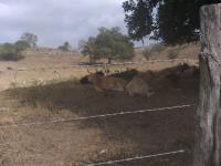Finca-Rancho en venta en Boqueron, Paso de Ovejas, Veracruz de Ignacio de la Llave